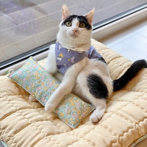 솜사탕 인견매트 쿠션 커버 강아지 고양이 여름 방석